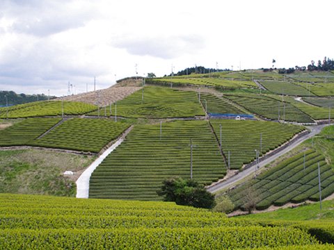 静岡の生産地風景　