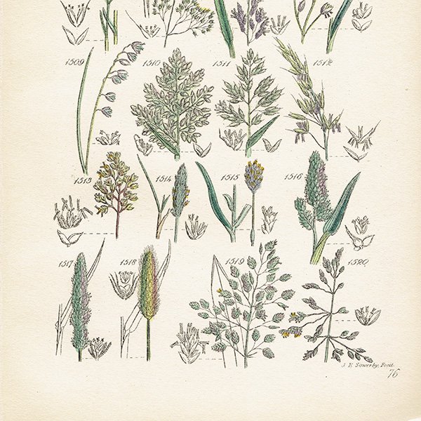 イギリス ボタニカルプリント 植物画 John Edward Sowerby 0119 アンティーク ヴィンテージの古いプリント 紙もの Comfy Design