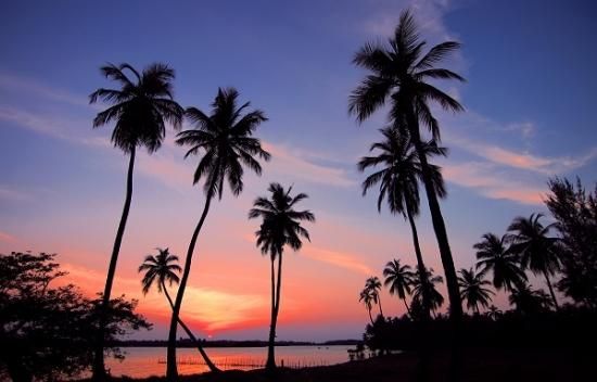 サンセットのタペストリー 西海岸 壁紙 ヤシの木 夕焼け 夕日 リトル