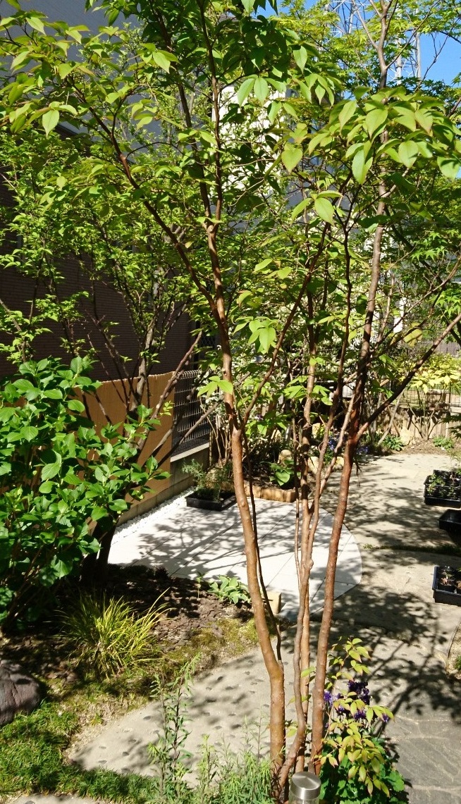 ヒメシャラの木の特徴 葉 枝 幹 花 育て方 季節のヒメシャラ