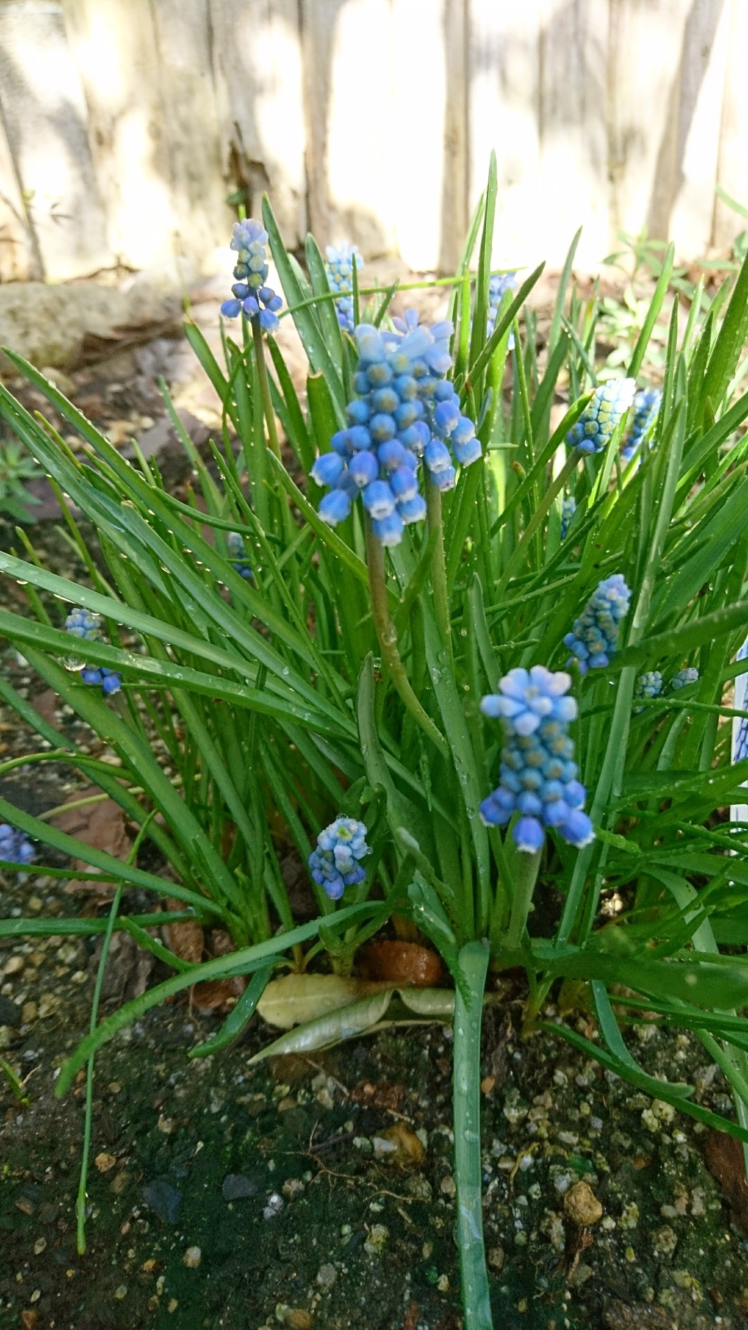 青い花の宿根草の庭 オムファロデス チェリーイングラムなどなど