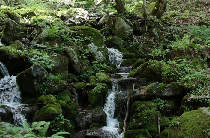 拠点である岡山県西粟倉村は県の三大河川の最上流部に位置する