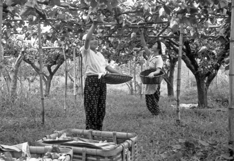 昔の梨収穫