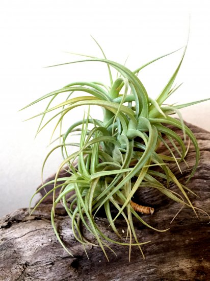 チランジア アエラントス クランプ T Aeranthos Clumps Frontier Plants Online Store フロンティアプランツ オンラインストア