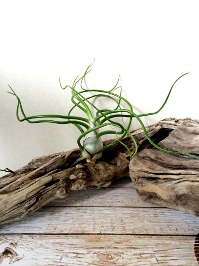 チランジア ブルボーサ ギガンテ T Bulbosa Gigante Frontier Plants Online Store フロンティアプランツ オンラインストア