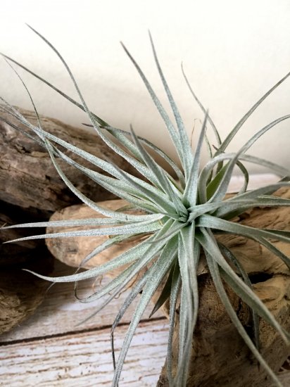 チランジア ヒューストン コットンキャンディー Tillandsia Houston Cotton Candy Frontier Plants Online Store フロンティアプランツ オンラインストア