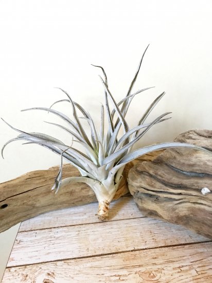 チランジア ハリシー Tillandsia Harrisii Frontier Plants Online Store フロンティアプランツ オンラインストア