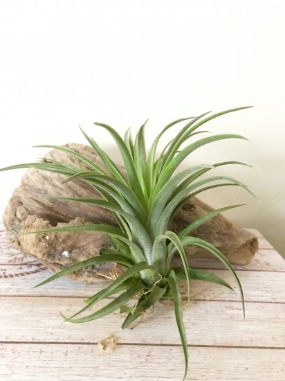 チランジア ハリシー アキロスタキス T Harrisii Achyrostachys Frontier Plants Online Store フロンティアプランツ オンラインストア