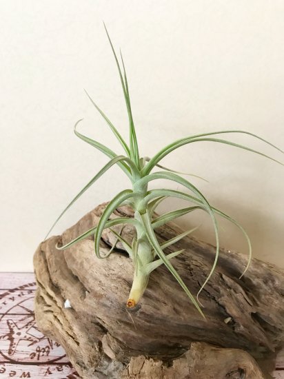 現品 チランジア ベルゲリ カウレッセントフォーム T Bergeri Caulescent Form C Frontier Plants Online Store フロンティアプランツ オンラインストア