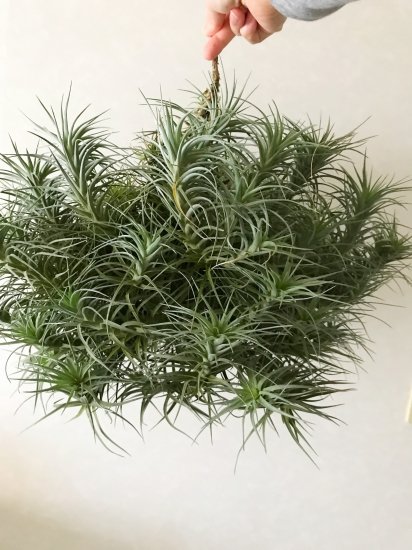 現品 チランジア アエラントス ベルゲリ T Aeranthos T Bergeri 40cm Clump Frontier Plants Online Store フロンティアプランツ オンラインストア