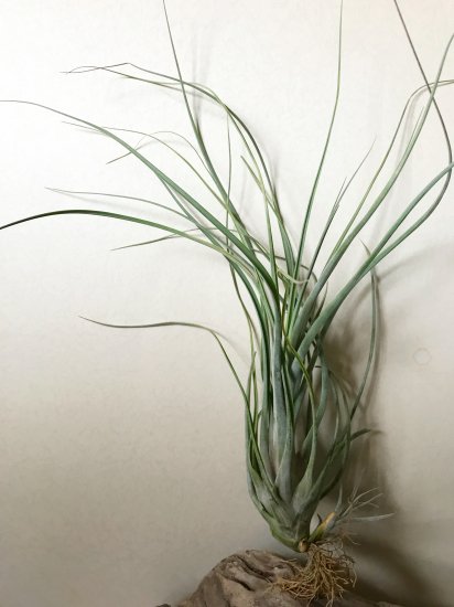 チランジア ブルボーサ ロドリゲジアナ T Bulbosa X Rodrigueziana Frontier Plants Online Store フロンティアプランツ オンラインストア