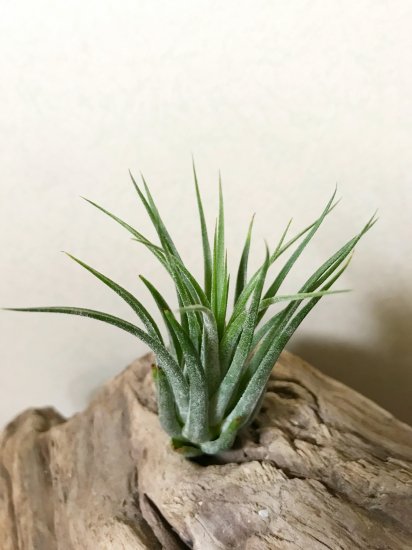 チランジア コルビー T Kolbii Frontier Plants Online Store フロンティアプランツ オンラインストア