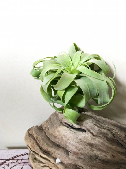 現品 チランジア ストレプトフィラ キセログラフィカ T Streptophylla Xerographica A Frontier Plants Online Store フロンティアプランツ オンラインストア