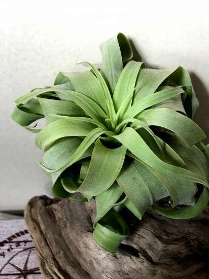 現品 チランジア ストレプトフィラ キセログラフィカ T Streptophylla Xerographica A Frontier Plants Online Store フロンティアプランツ オンラインストア