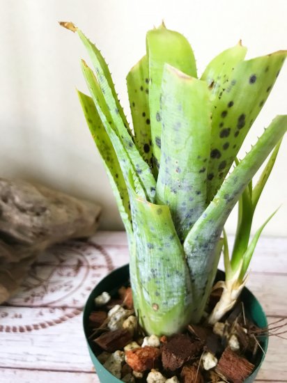 現品 ネオレゲリア パウシフローラ Neoregelia Pauciflora Sp Frontier Plants Online Store フロンティアプランツ オンラインストア