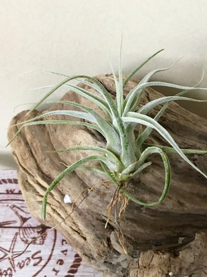 現品 チランジア ストレプトフィラ エーレルシアナ T Streptophylla Ehlersiana Frontier Plants Online Store フロンティアプランツ オンラインストア