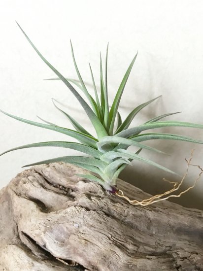 チランジア アエラントス パープルジャイアント T Aeranthos Purple Giant Frontier Plants Online Store フロンティアプランツ オンラインストア