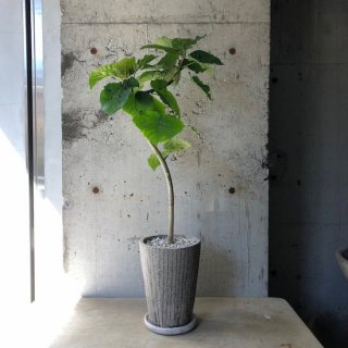 観葉植物 大鉢 の通販はtranship