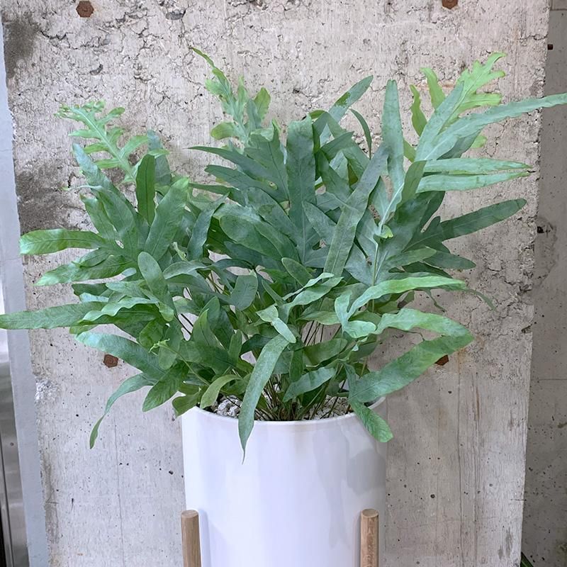 フレボディウム オーレムブルースター 白鉢ウッドスタンド付き TRANSHIP