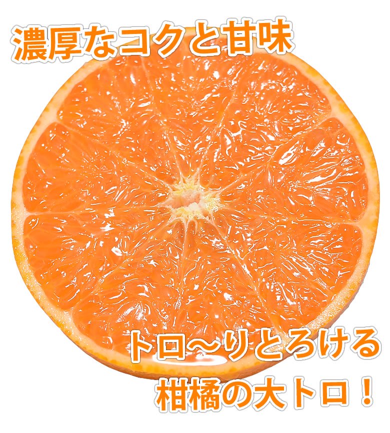 柑橘の大トロ