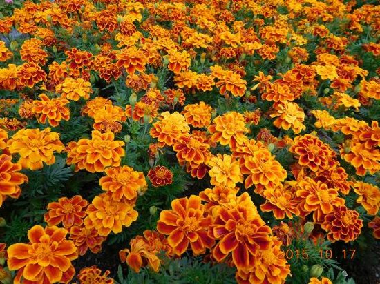 マリーゴールド Marigold フレンチマリーゴールド 薬草と花紀行のホームページ