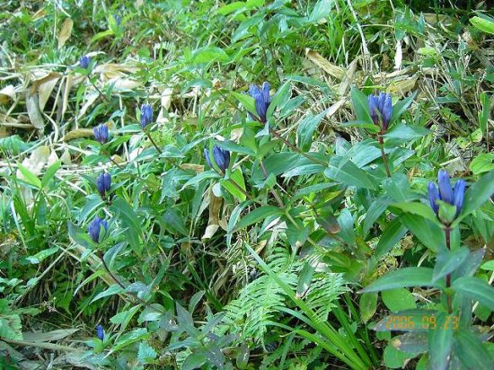 リンドウ 竜胆 薬草と花紀行のホームページ