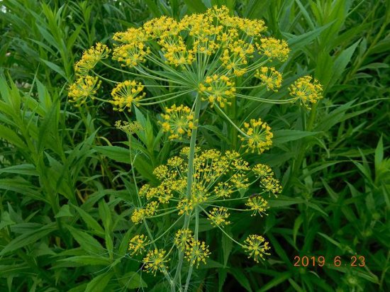 美しい花の画像 最高のウイキョウ 花