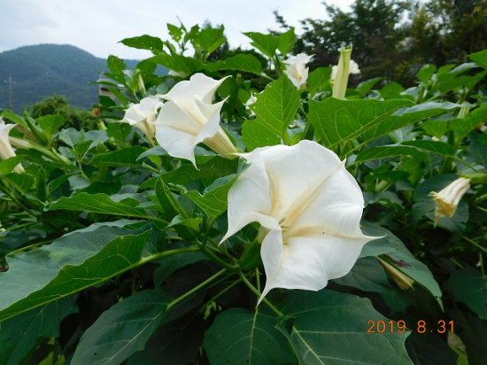 チョウセンアサガオ 朝鮮朝顔 薬草と花紀行のホームページ