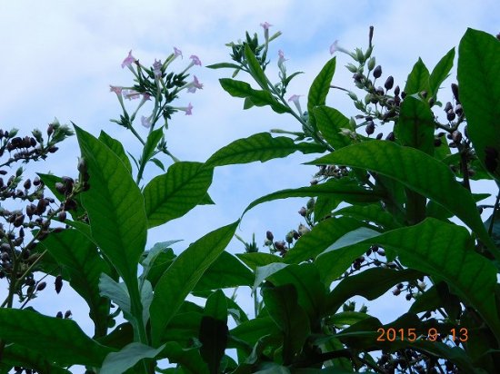 タバコ 煙草 薬草と花紀行のホームページ