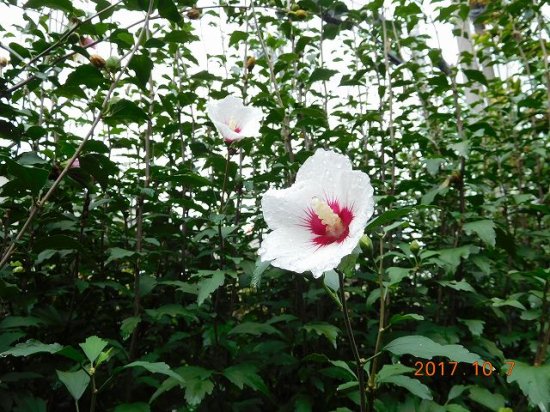 ムクゲ 木槿 薬草と花紀行のホームページ