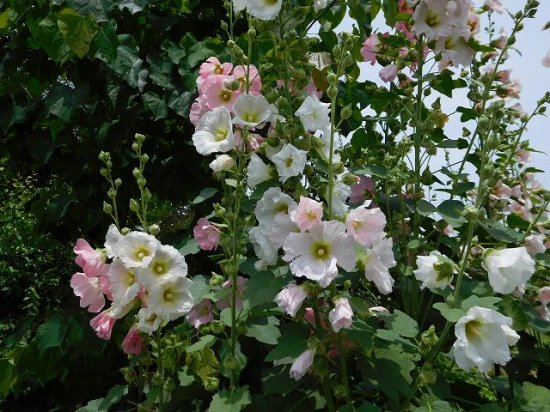 タチアオイ 立葵 薬草と花紀行のホームページ