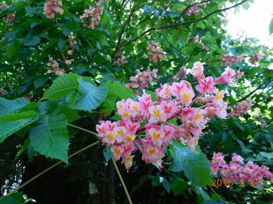 ベニバナトチノキ 紅花栃の木 紅花橡の木 薬草と花紀行のホームページ