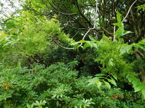 ハゼノキ 櫨の木 黄櫨の木 薬草と花紀行のホームページ