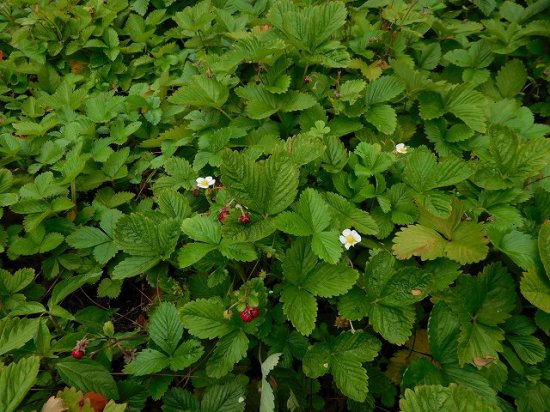 ワイルドストロベリー Wild Strawberry 薬草と花紀行のホームページ