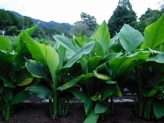 ウコン 鬱金 薬草と花紀行のホームページ