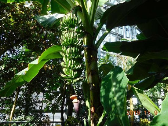 バナナ 薬草と花紀行のホームページ