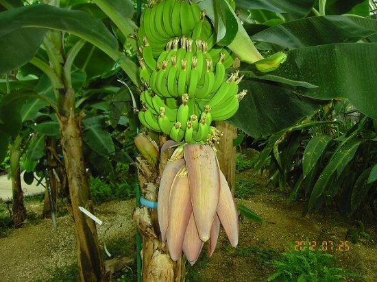 バナナ 薬草と花紀行のホームページ