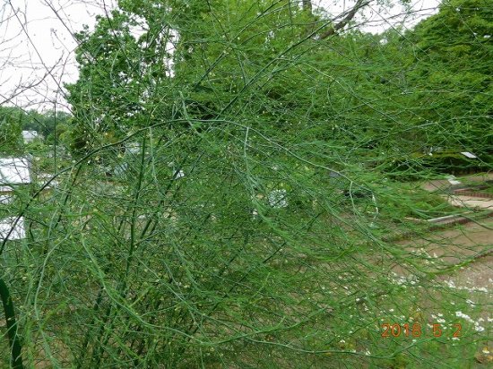 アスパラガス Asparagus 薬草と花紀行のホームページ