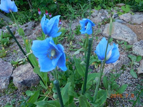 ヒマラヤの青いケシ メコノプシス 薬草と花紀行のホームページ