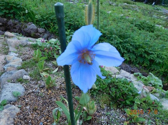 ヒマラヤの青いケシ メコノプシス 薬草と花紀行のホームページ