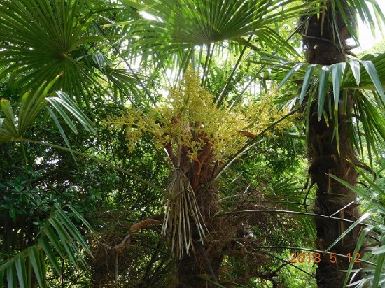 シュロ 棕櫚 棕梠 薬草と花紀行のホームページ
