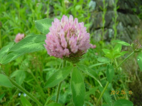 ムラサキツメクサ 紫詰草 薬草と花紀行のホームページ