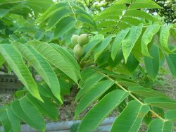 クルミ科 薬草と花紀行のホームページ