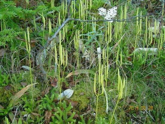 ヒカゲノカズラ 日陰鬘 日陰蔓 薬草と花紀行のホームページ