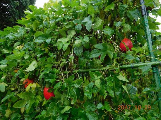 ナンバンカラスウリ 南蛮烏瓜 薬草と花紀行のホームページ