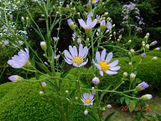 シオン 紫苑 薬草と花紀行のホームページ