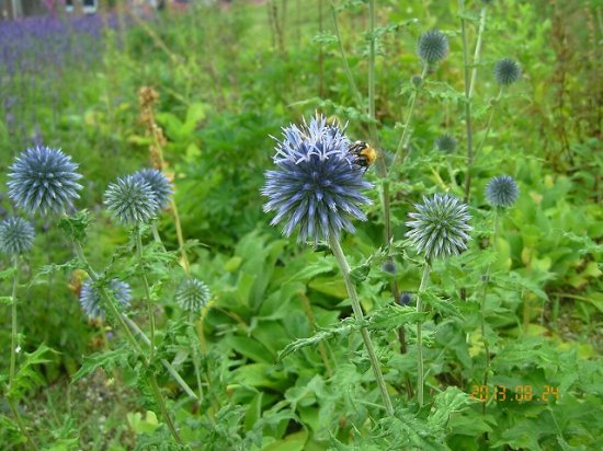 ルリタマアザミ 瑠璃玉薊 薬草と花紀行のホームページ