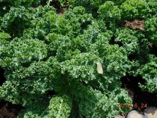 ケール Kale 薬草と花紀行のホームページ