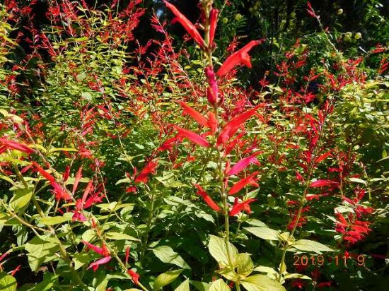 パイナップルセージ Pineapple Sage 薬草と花紀行のホームページ