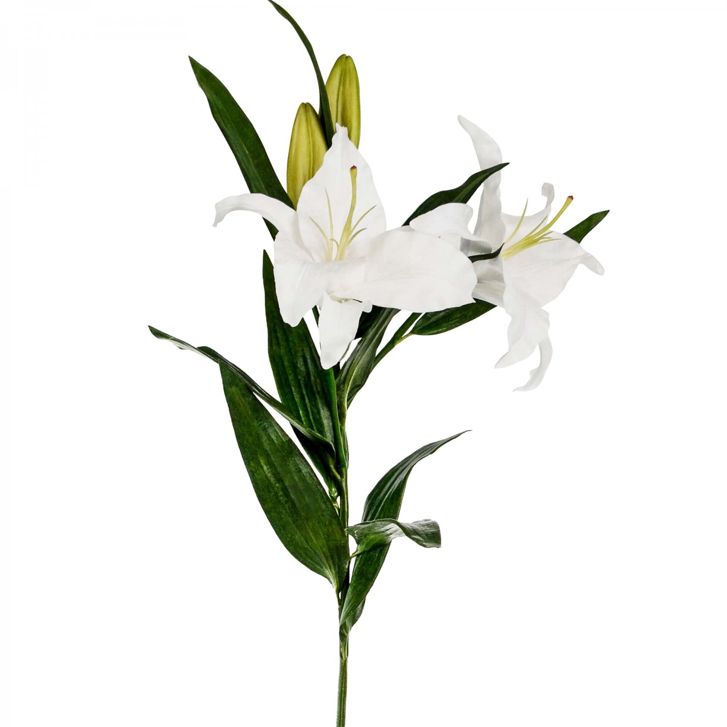 美しい花の画像 新鮮なカサブランカ 花 値段